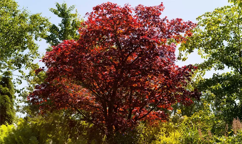 Roter Fächerahorn 'Beni Maiko'