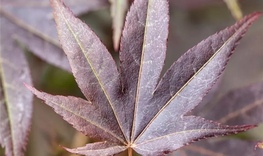 Roter Fächerahorn 'Atropurpureum'