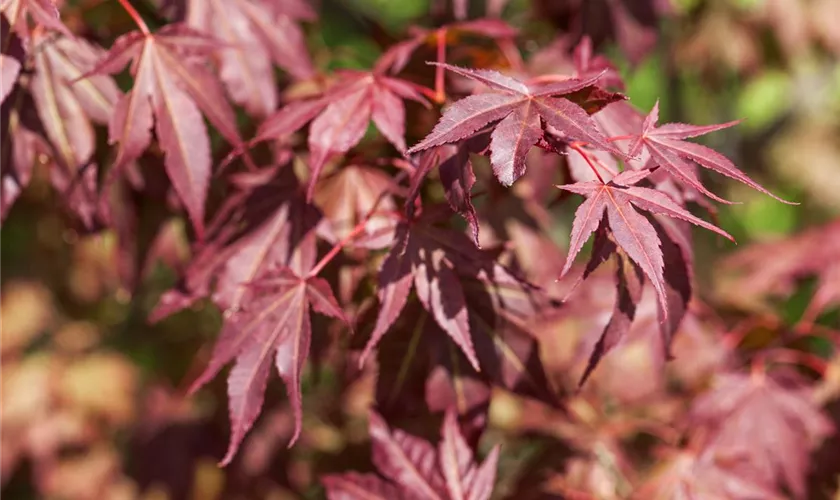 Acer palmatum 'Sumi-nagashi'