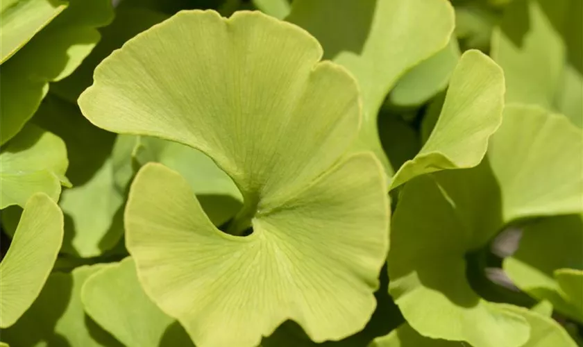 Ginkgo biloba 'Mariken'