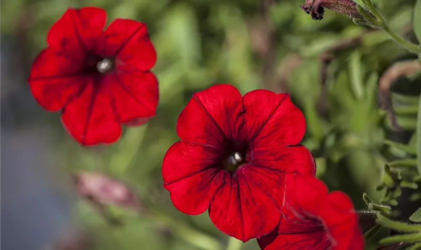 Petunia 'SURFINIA'™