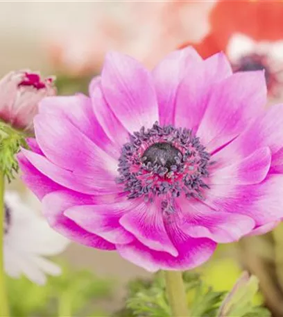 Anemonen im Topf bringen Farbenfreude auf den Balkon