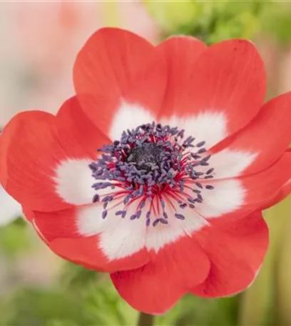 Anemonen im Topf bringen Farbenfreude auf den Balkon