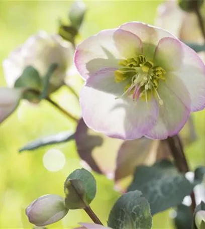 Fleur primeur - zarte Frühlingsgrüße aus dem Blumengarten