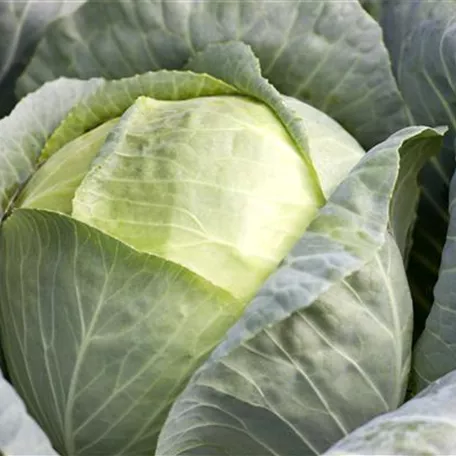 Brassica oleracea var. capitata f. alba