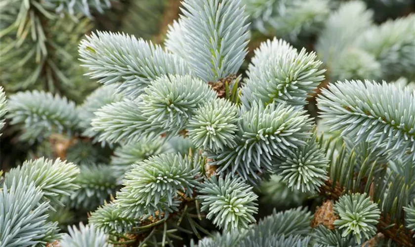 Picea pungens 'Glauca'