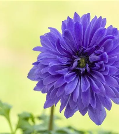 Anemonen im Topf bringen Farbenfreude auf den Balkon