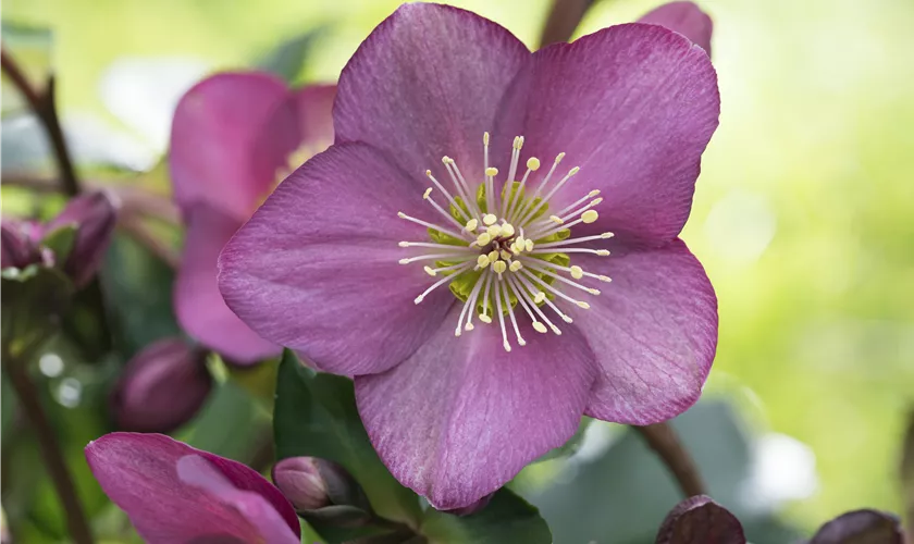 Helleborus x glandorfensis