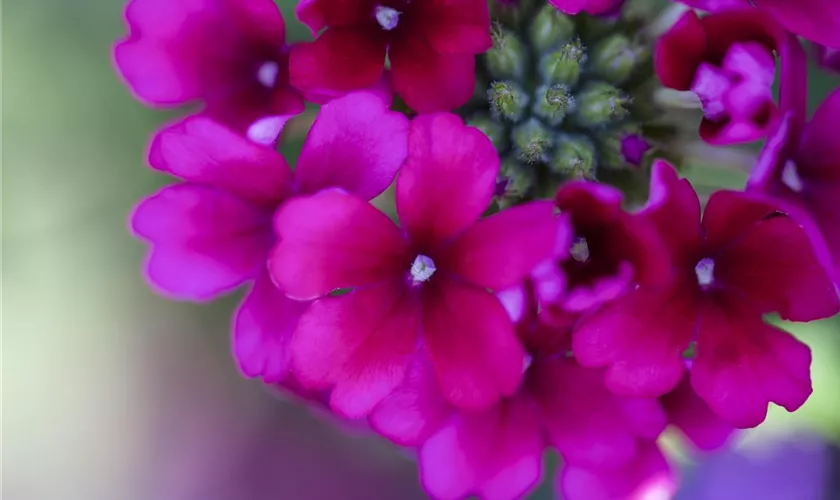 Verbena Hybride