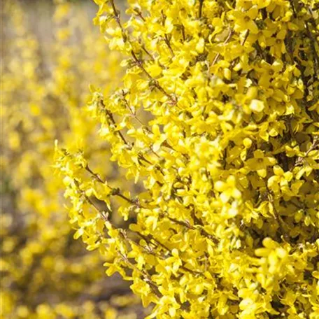 Forsythia x intermedia 'Week End'®