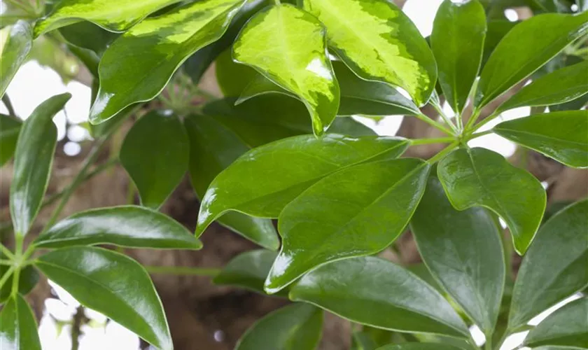 Schefflera arboricola 'Gold Capella'