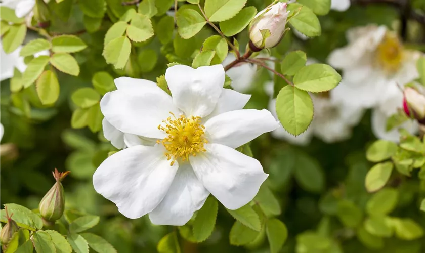 Rosa spinosissima