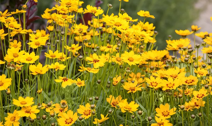 Coreopsis grandiflora 'Sunny Day'