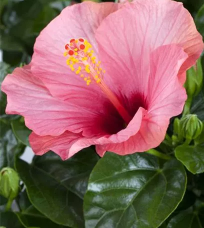 Der Hibiskus, ein großartiges Mitglied im Garten-Ensemble