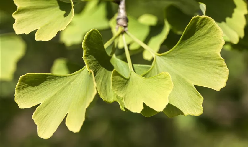 Säulen-Fächerblattbaum 'Menhir'®