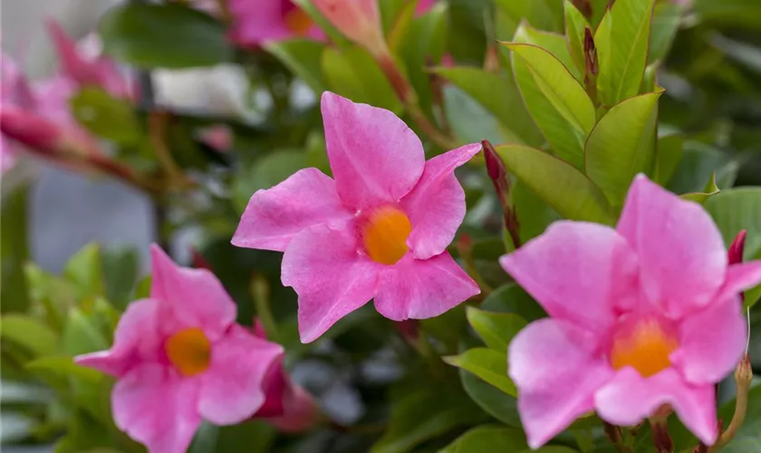 Brasiljasmin 'Diamantina® Jade'