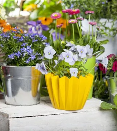 Frühling auf dem Balkon - Hornveilchen, Narzisse und Co.