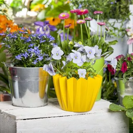 Frühling auf dem Balkon - Hornveilchen, Narzisse und Co.