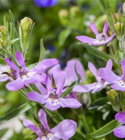 Männertreu – eine gefährliche Sommerliebe mit besonderen Blüten