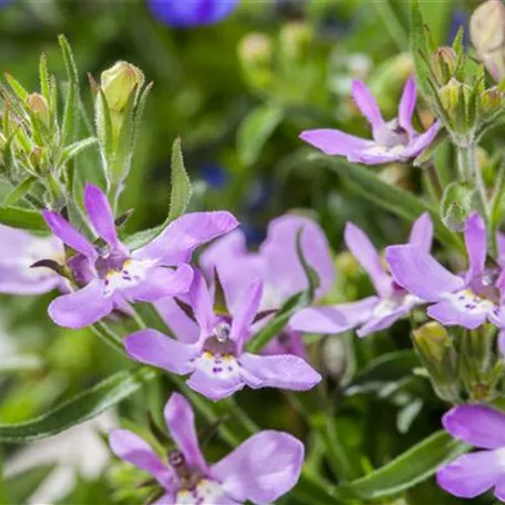 Männertreu – eine gefährliche Sommerliebe mit besonderen Blüten