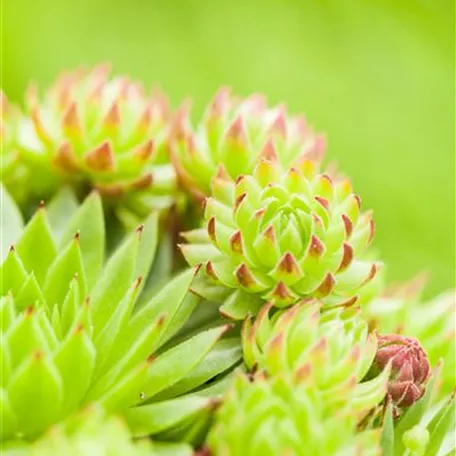 Sempervivum tectorum