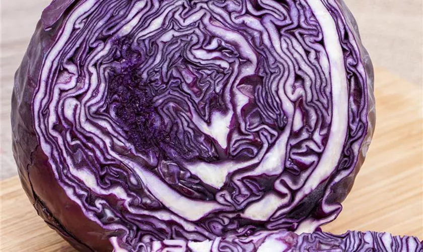 Rotkohl