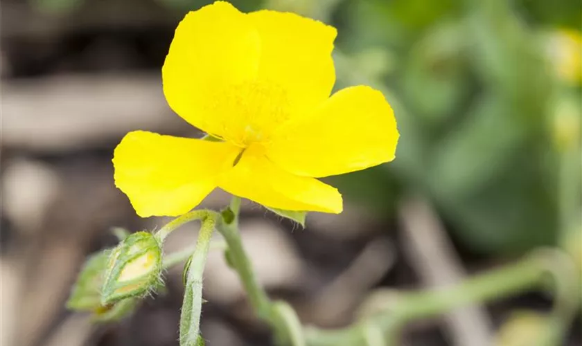 Helianthemum nummularium 'Sterntaler'