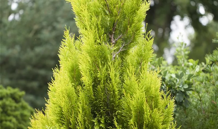 Thuja plicata '4ever' GOLDY®(s)