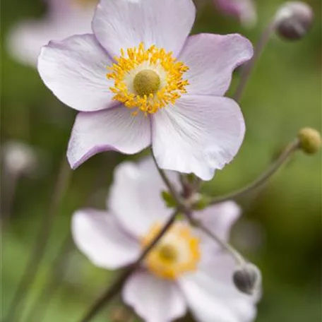 Anemone japonica