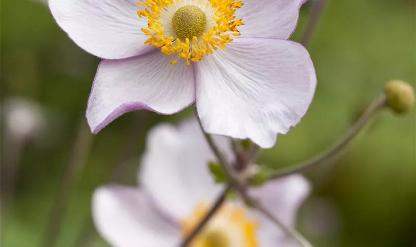 Garten-Herbst-Anemone