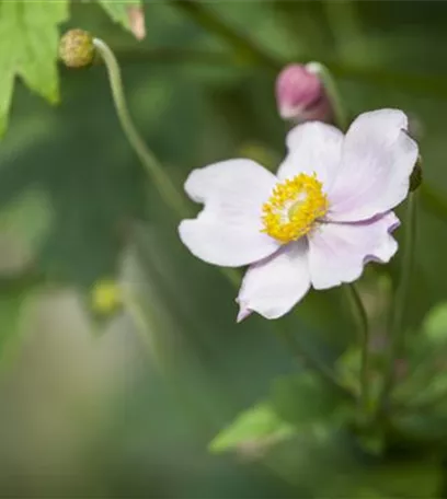 Anemonen – zarte Windröschen im Garten