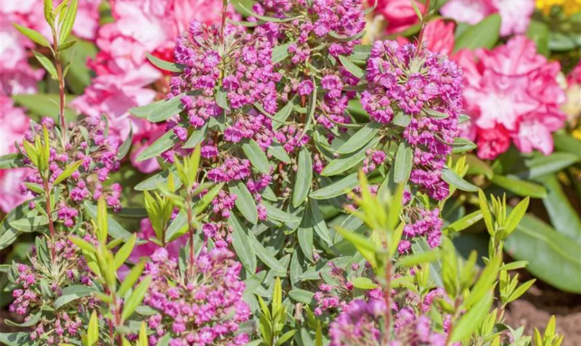 Rotes Lorbeerröslein 'Rubra'