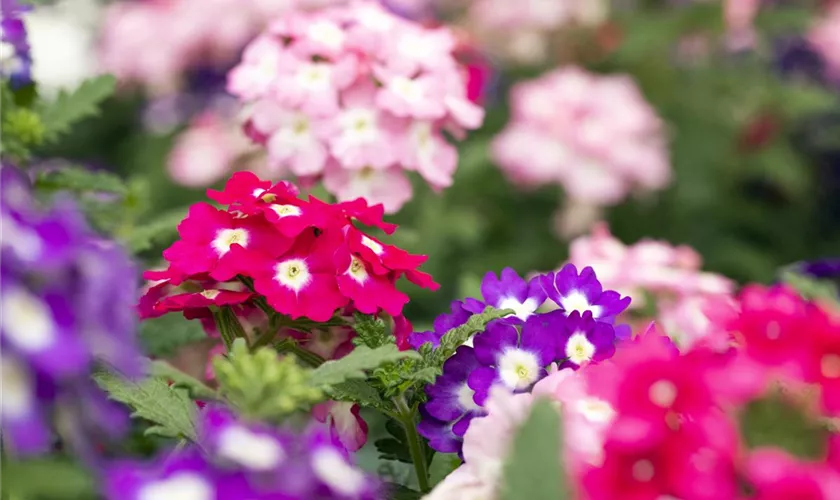 Verbena 'Trixi'®