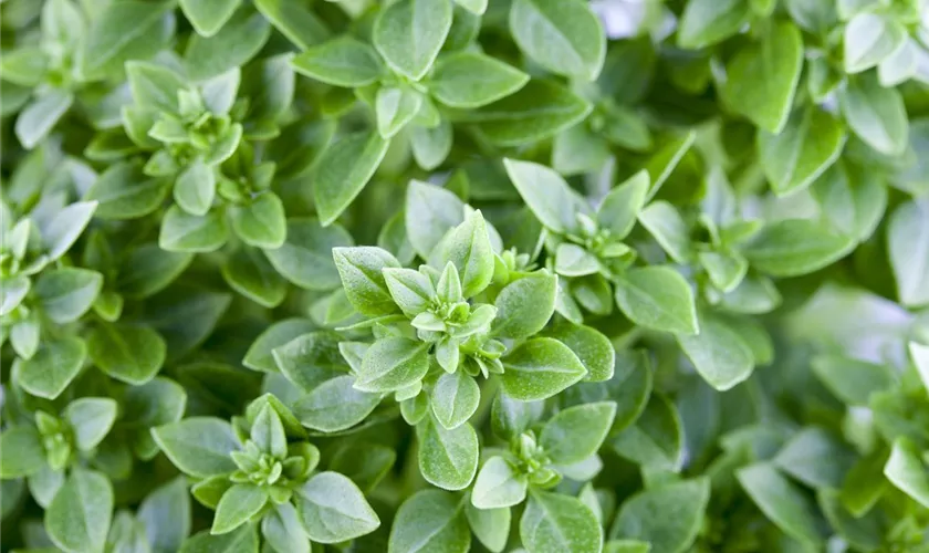 Ocimum basilicum 'Piccolino'