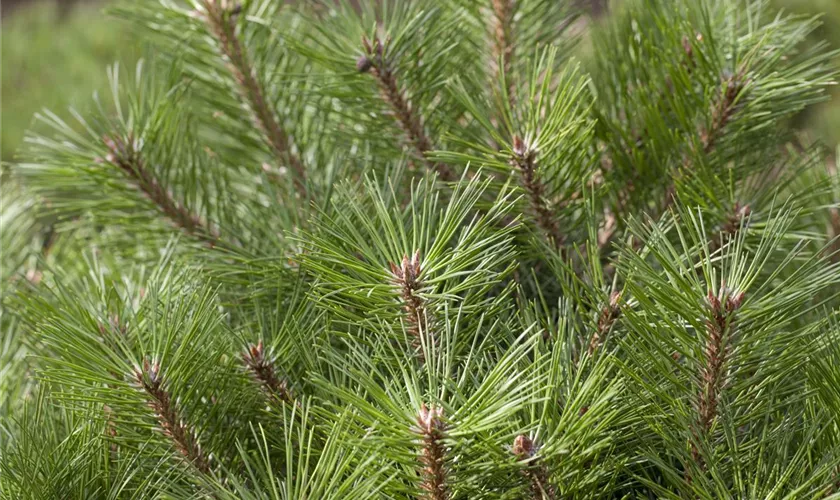 Pinus nigra 'Pierrick Brégeon'