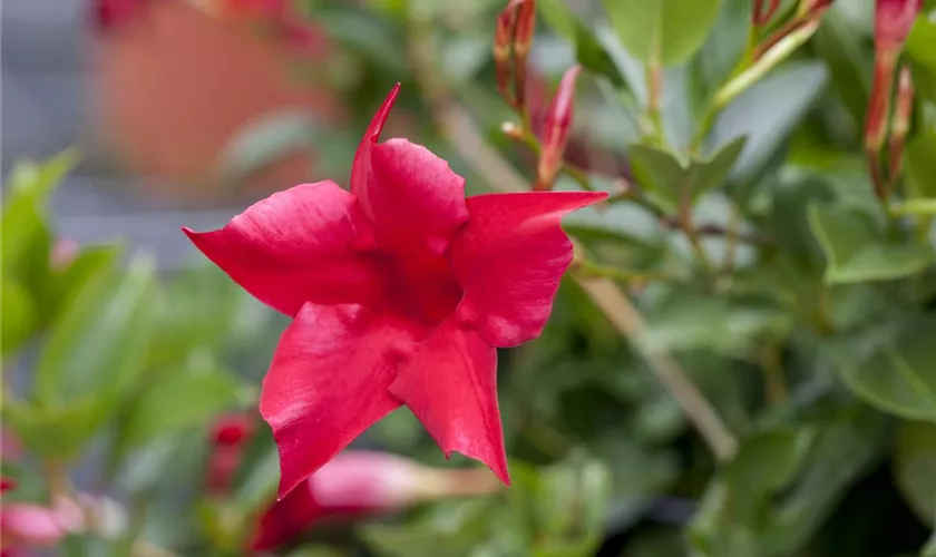 Mandevilla sanderi Sundaville® 'Rio'