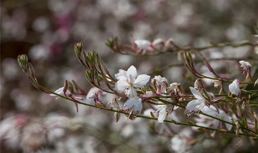 Gaura lindheimeri, weiß