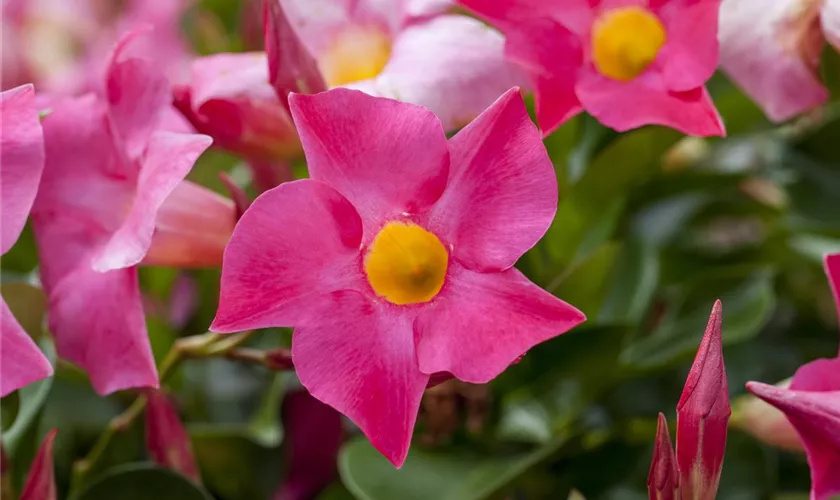 Mandevilla sanderi 'Sundaville'®