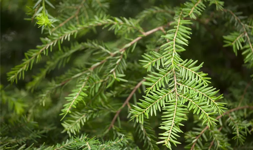 Tsuga canadensis 'Ammerland'