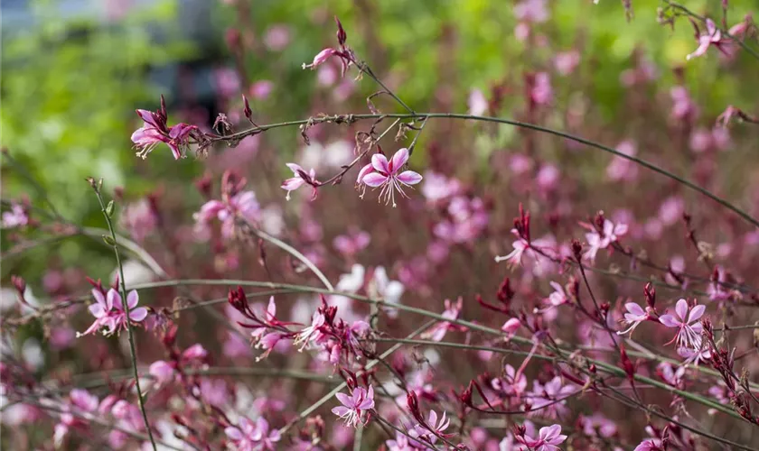 Gaura lindheimeri 'Gaudi Rose'