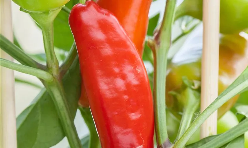 Paprika Pick & Joy®