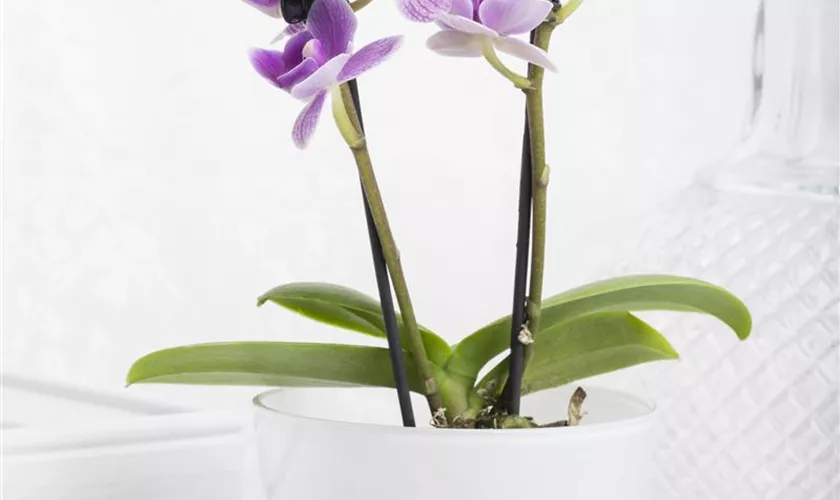 Phalaenopsis Mini