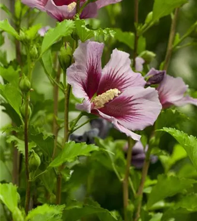 Der Hibiskus, ein großartiges Mitglied im Garten-Ensemble