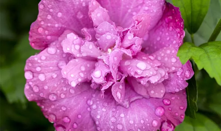 Hibiscus syriacus 'Magenta Chiffon'