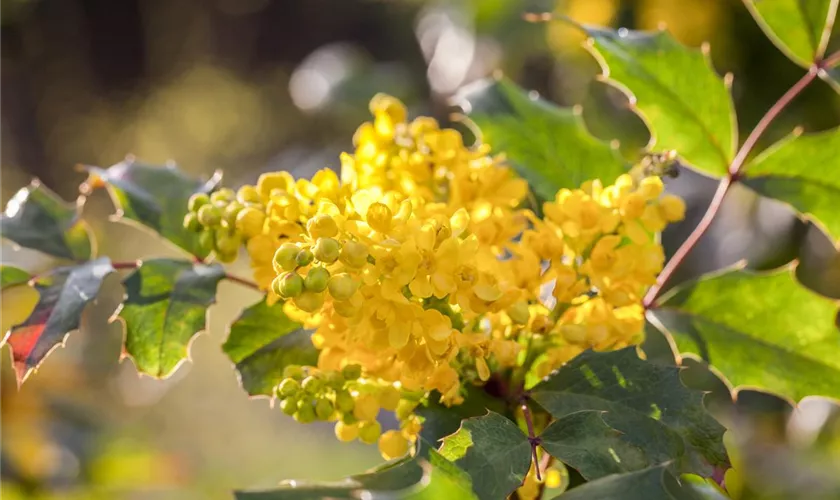 Mahonia aquifolium