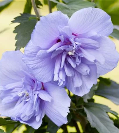 Der Hibiskus, ein großartiges Mitglied im Garten-Ensemble