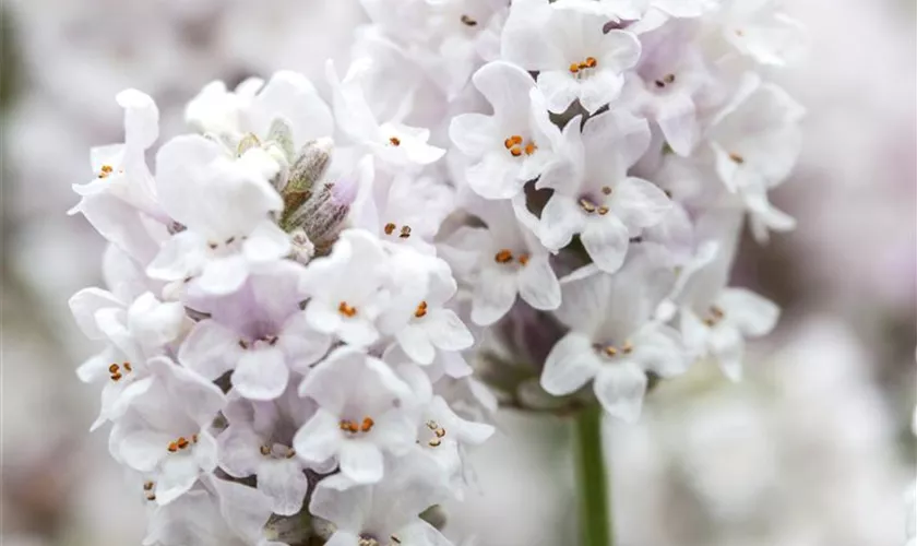 Lavandula angustifolia 'Ellagance Ice'