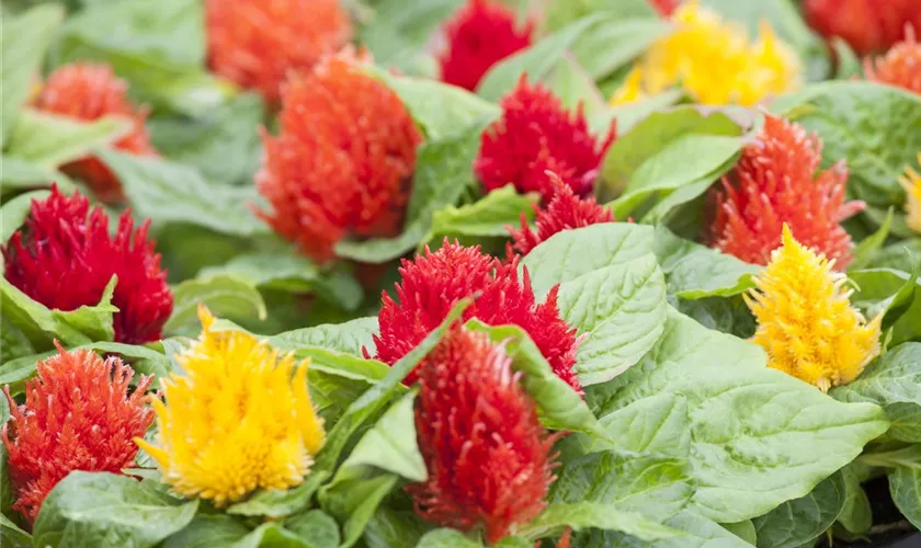 Celosia argentea var. plumosa 'Kimono'