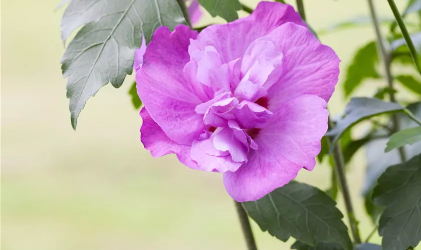 Hibiscus syriacus 'Purple Ruffles'®