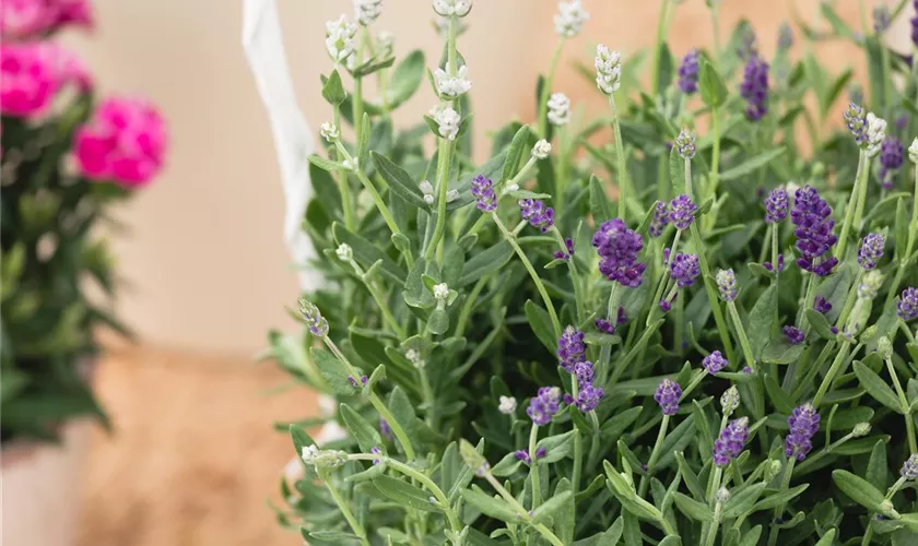 Lavandula angustifolia 'Bayern Duo'